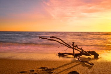 Kumlu sahilde gün batımı, gel-git dalgalarıyla sürüklenen bir odun parçası. Renkli resim kırmızı, sarı ve turuncu renklerde. Dalgaların eşsiz şekilli dalları, gelgitlere maruz kalıyor. Doğa, barış, meditasyon