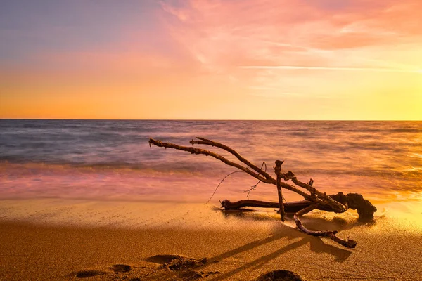 Kumlu sahilde gün batımı, gel-git dalgalarıyla sürüklenen bir odun parçası. Renkli resim kırmızı, sarı ve turuncu renklerde. Dalgaların eşsiz şekilli dalları, gelgitlere maruz kalıyor. Doğa, barış, meditasyon