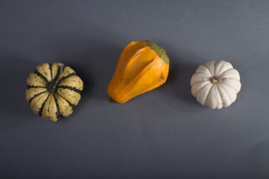 Hasat konsepti - Gri arka planda üç küçük balkabağı izole edildi