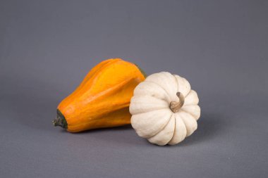 Hasat konsepti. Gri arka planda izole edilmiş iki balkabağı. Resim kopyalama alanı içeriyor