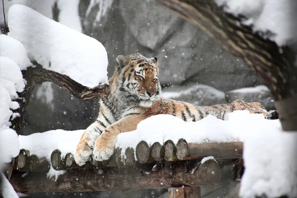 Vadon Élő Állatok Koncepciója Egy Havas Padlón Fekvő Tigris Portréja — Stock Fotó