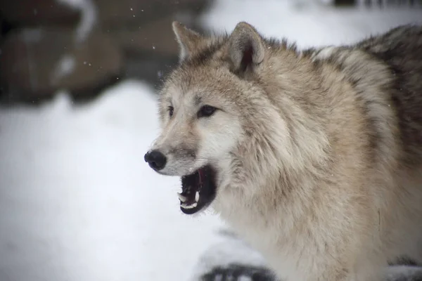 Conceito Vida Selvagem Close Retrato Lobo Polar — Fotografia de Stock