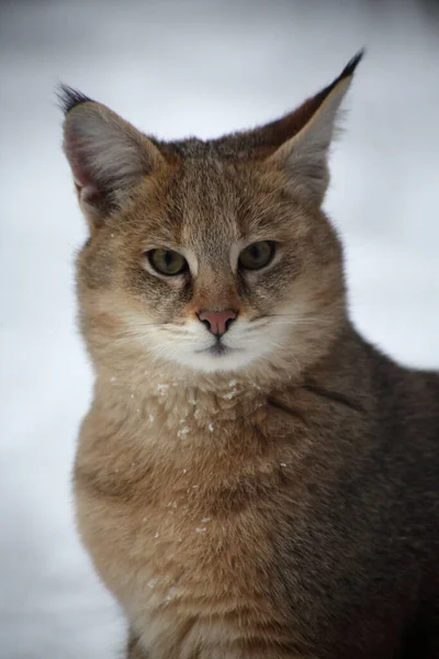 Animals Wild Concept Extreme Close Portrait Močál Lynx — Stock fotografie