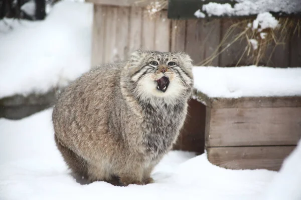 Fauna Selvatica Animale Ritratto Del Gatto Manul Seduto Sulla Neve — Foto Stock