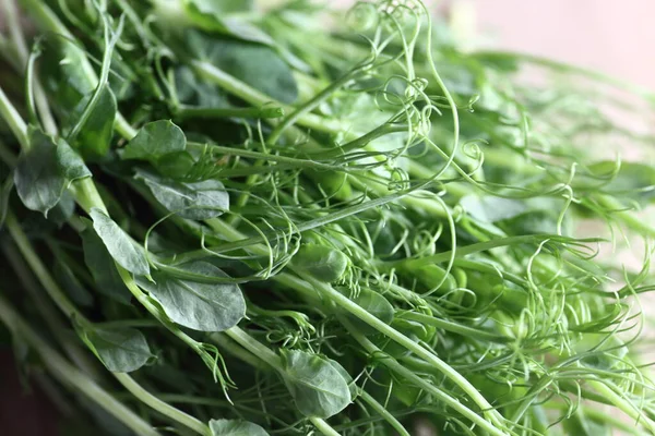 Gesunde Ernährung Konzept Erbsen Mikrogrün Extreame Close View — Stockfoto