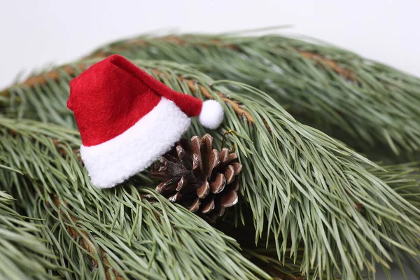 Kerstconcept Kerstmuts Een Dennenappel Dennenboom Tak — Stockfoto