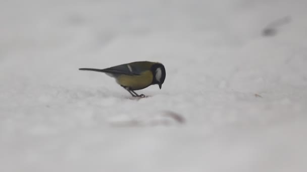 Great Tit Parus Major Searching Food Snow — Stock video