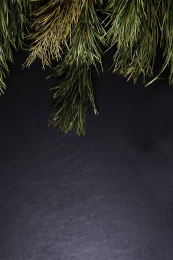 Doğal arkaplan - köknar ağacı dalları koyu arkaplan üzerinde izole yatıyordu