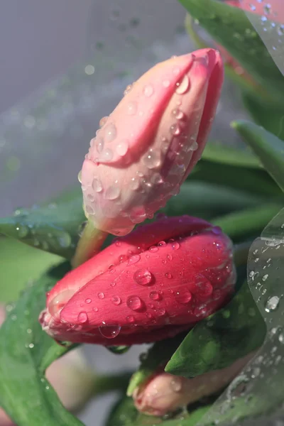 Tulpen met druppels water Stockfoto