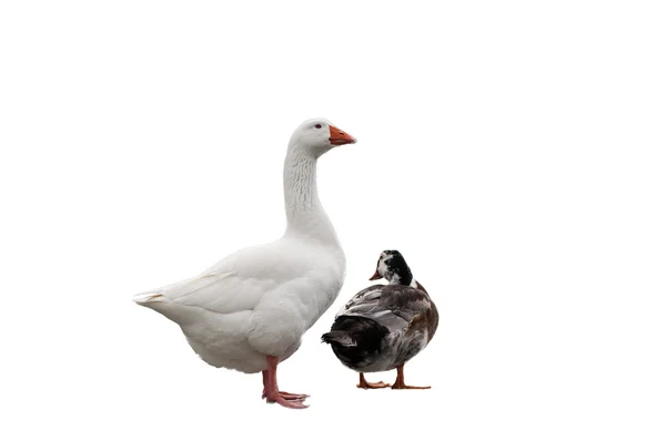 Two geese isolated — Stock Photo, Image