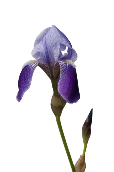 Iris isolated — Stock Photo, Image