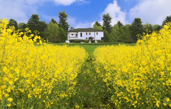 Paesaggio di campo di fiore giallo — Foto Stock
