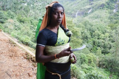 bir bıçak ile bir kadın-çay toplamak için. Sri lanka
