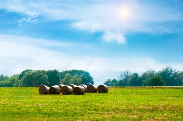 Le tracteur sur le champ rassemble foin在球场上的拖拉机收集干草 — 图库照片