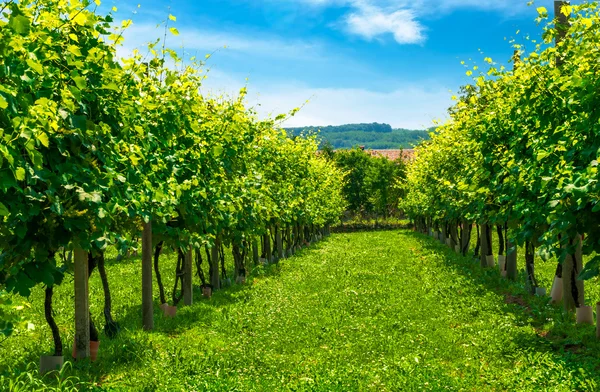Wijngaarden rij — Stockfoto