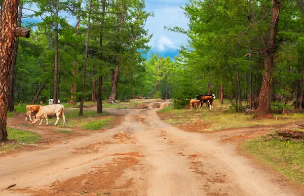 松林の中の牛 — ストック写真