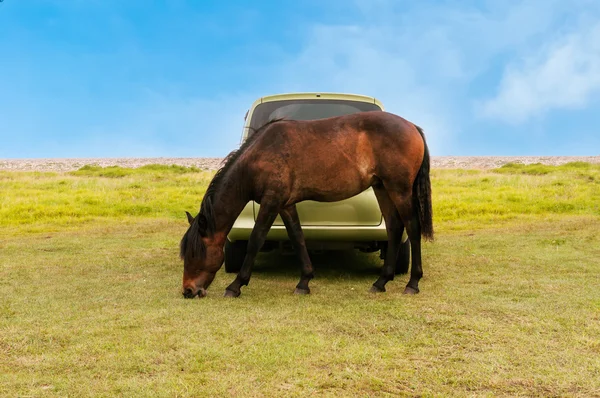 車の前に馬 — ストック写真