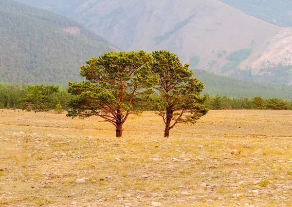 Siberian pine — Stock Photo, Image