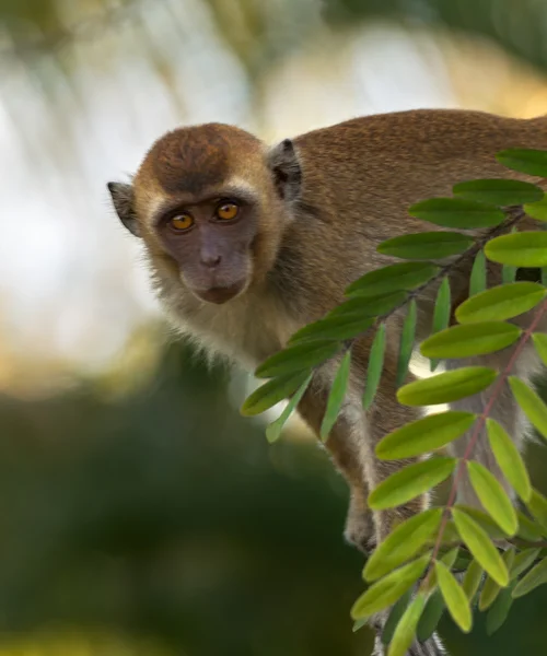 Macaco. — Fotografia de Stock