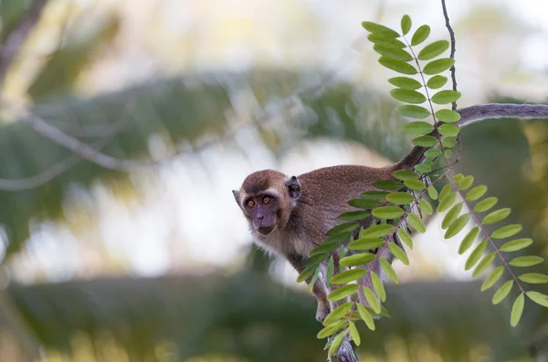 Macaco. — Fotografia de Stock