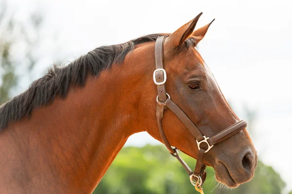 Horse close up — Stock Photo, Image