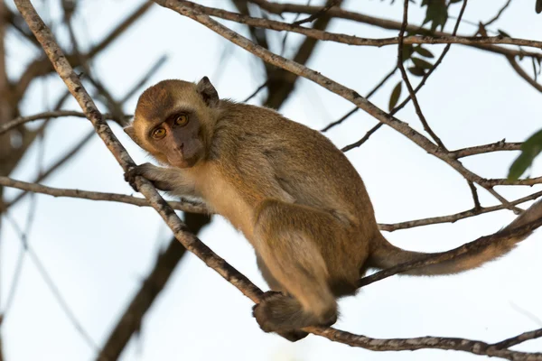 Macaco. — Fotografia de Stock