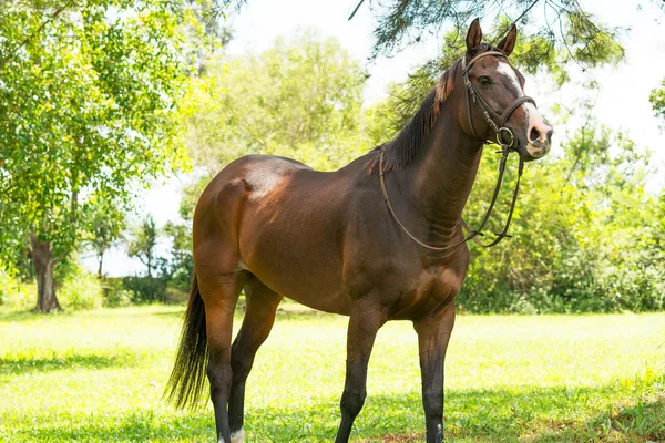 Cavalo na floresta — Fotografia de Stock