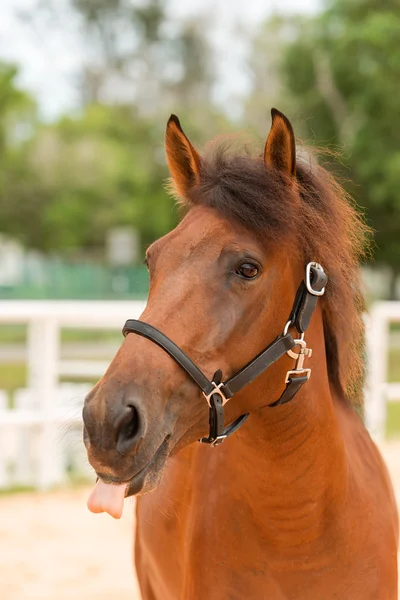 Horse close up — Stock Photo, Image
