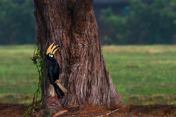 Hornvogel — Stockfoto