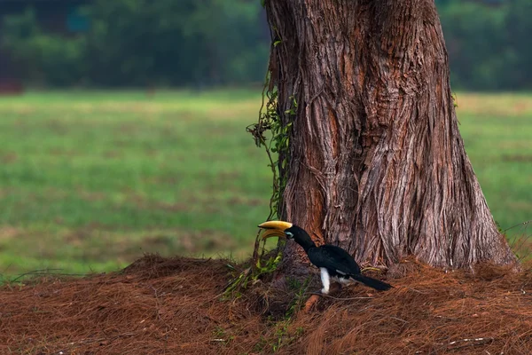 Neushoornvogel — Stockfoto