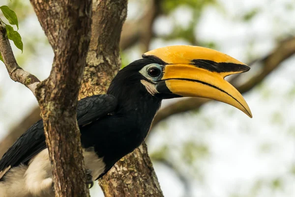 Neushoornvogel — Stockfoto