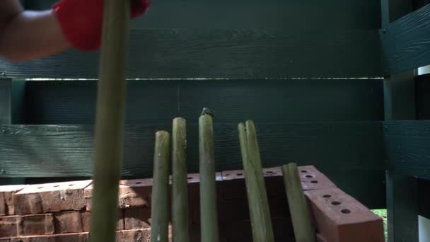 Lemang Yemeği Bir Çeşit Bambu Pilavı Lemang Içi Boş Bambular — Stok video