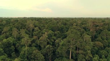 Orman tepe örtüsünün havadan görünüşü