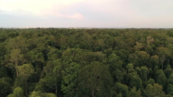 森のジャングルキャノピーの空中ビュー — ストック動画