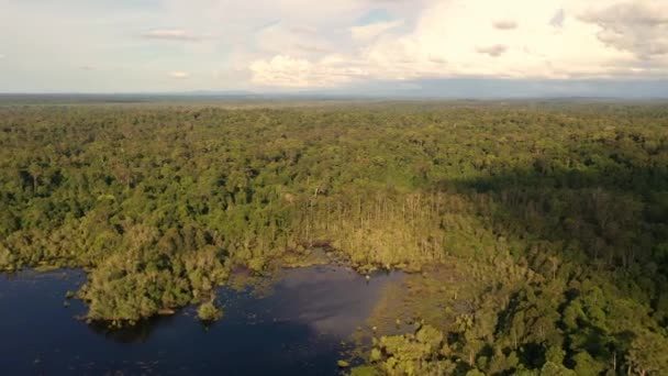 Veduta Aerea Della Foresta Mangrovie Del Lago Del Borneo Realizzata — Video Stock