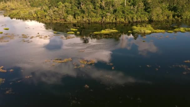 Luchtfoto Van Mangrove Bos Meer Borneo Gemaakt Door Drone — Stockvideo