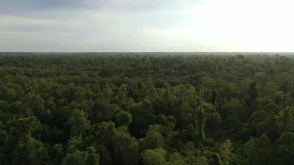 Vue Aérienne Couvert Forestier Jungle — Video