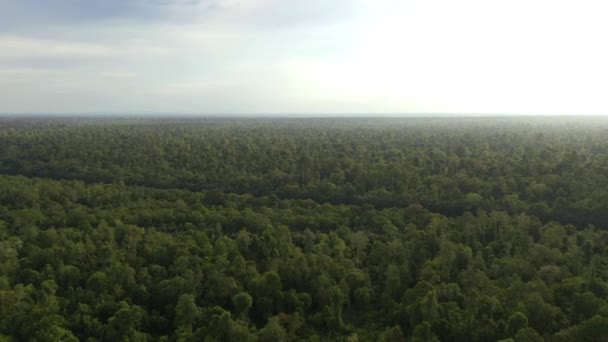 森のジャングルキャノピーの空中ビュー — ストック動画