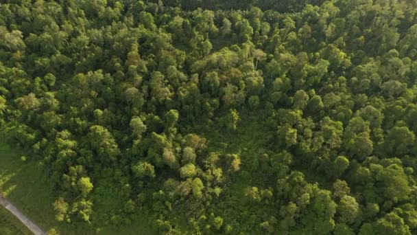 Вид Воздуха Полог Лесных Джунглей — стоковое видео
