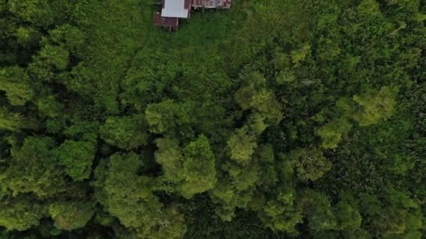 Orman Tepe Örtüsünün Havadan Görünüşü — Stok video