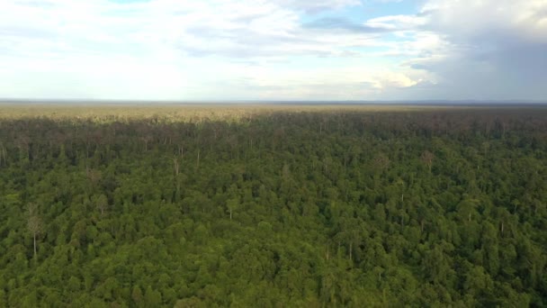 Orman Tepe Örtüsünün Havadan Görünüşü — Stok video