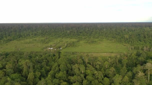森林丛林中树冠的空中景观 — 图库视频影像