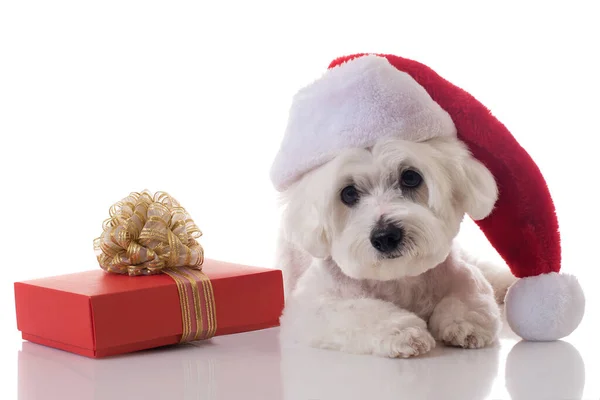 Leggend Maltezer Hondje Met Kerstmuts Met Geschenkdoos Geïsoleerd — Stockfoto