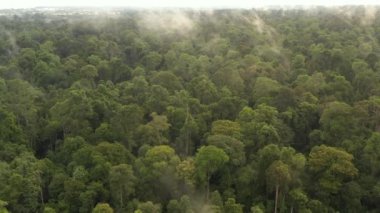 Borneo adasındaki parkta vahşi bir tropikal yağmur ormanında sabah sisi