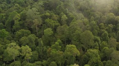 Borneo adasındaki parkta vahşi bir tropikal yağmur ormanında sabah sisi