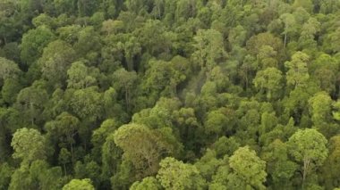 Borneo adasındaki parkta vahşi bir tropikal yağmur ormanında sabah sisi