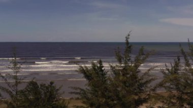 Tropik deniz arka planında yapayalnız ağaçlar