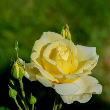 Bulanık bir arkaplanda çiçek açan gül, yakın plan. Doğal arkaplan.