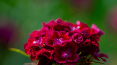 Bulanık arka planda çiçek açan foxlar, yakın plan. Doğal arka plan. Web pankartı.