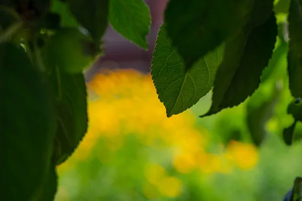 Donkergroen Blad Een Wazige Achtergrond Natuurlijke Achtergrond Voor Design — Stockfoto